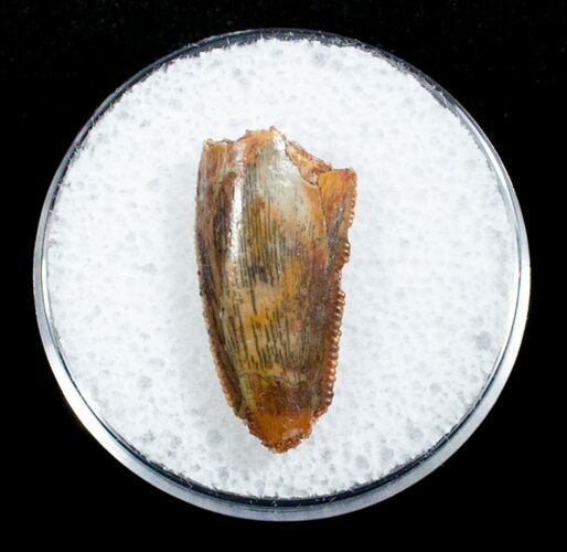 Dromaeosaur Tooth From Morocco #3325
